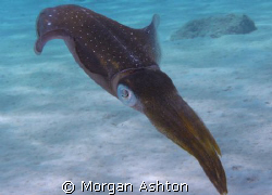 Caribbean squid who wouldn't go away. Taken while shore d... by Morgan Ashton 